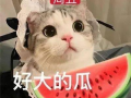 娱乐吃瓜君网红虐猫,娱乐吃瓜君引发社会关注与谴责