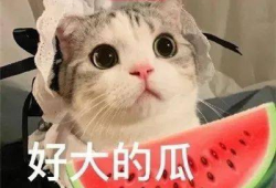 娱乐吃瓜君网红虐猫,娱乐吃瓜君引发社会关注与谴责